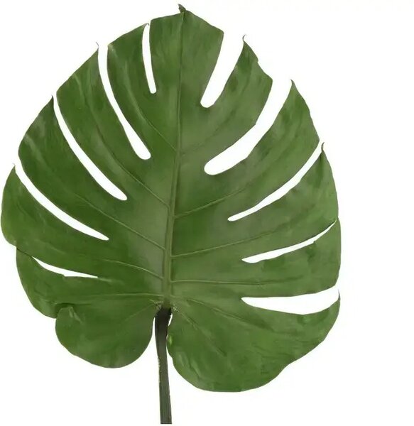 Stabilizovaný list - Monstera