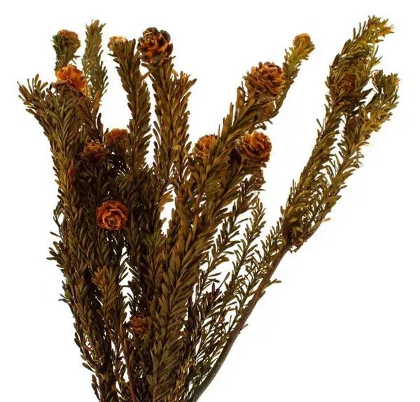 Stabilizovaná kytica Tortum - oranžová