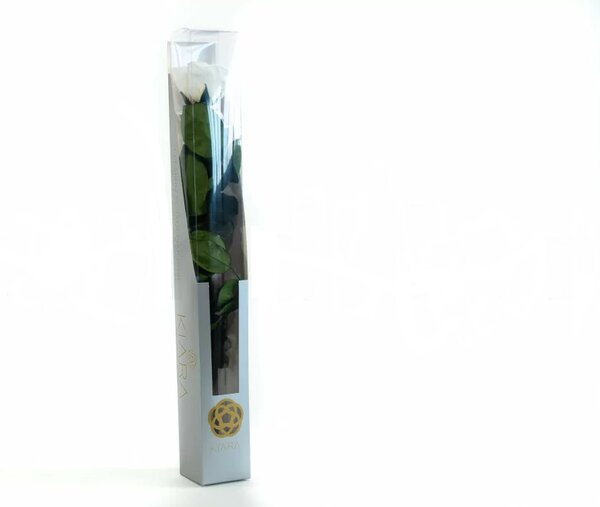 Stabilizovaná ruža na stonke - Luxury 50cm biela Kus: 1
