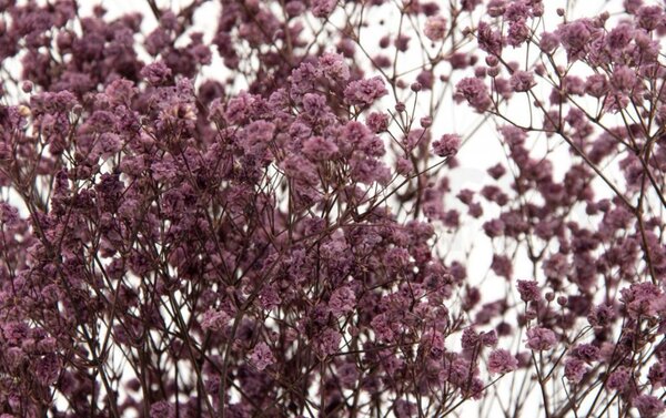 Stabilizované kvety Gypsophila - fialová