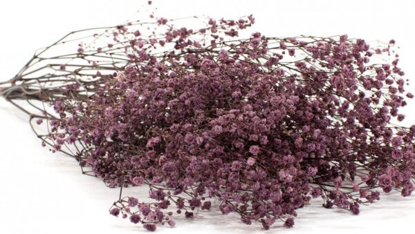 Stabilizované kvety Gypsophila - fialová