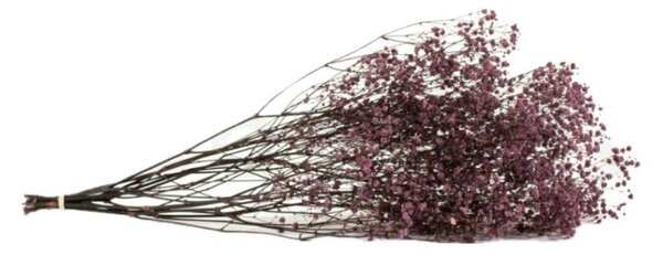 Stabilizované kvety Gypsophila - fialová