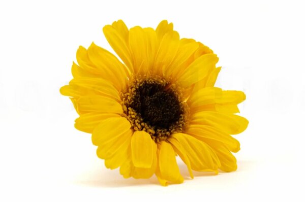 Stabilizované kvety Gerbera - sunflower Kus: 1