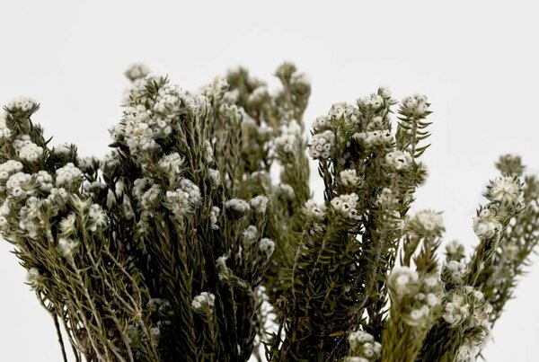 Stabilizovaná kytica phylica cotton - biela