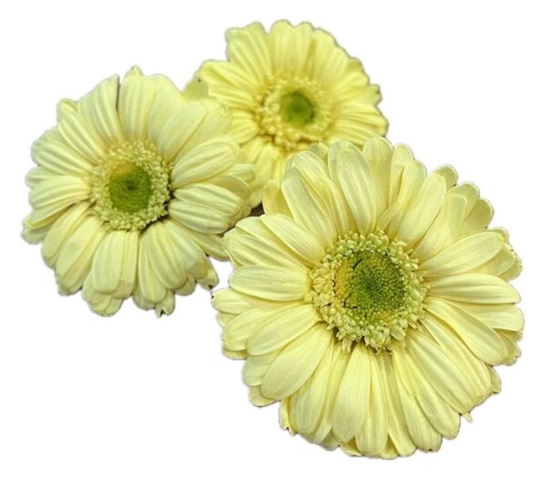 Stabilizované kvety Gerbera - žltá Kus: 1