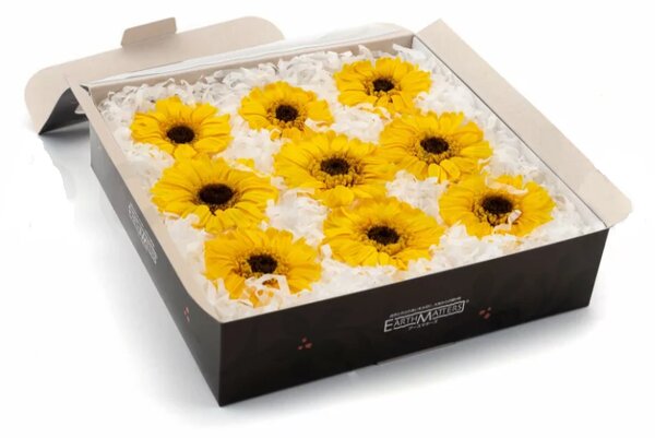 Stabilizované kvety Gerbera - sunflower Kus: 1