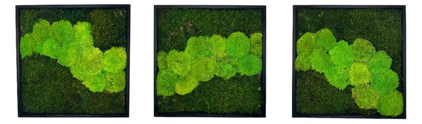 Machové obrazy TRIO Q Veľkosť: 20x20cm