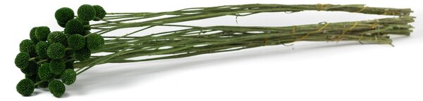 Stabilizovaná rastlina Craspedia - tmavo zelená