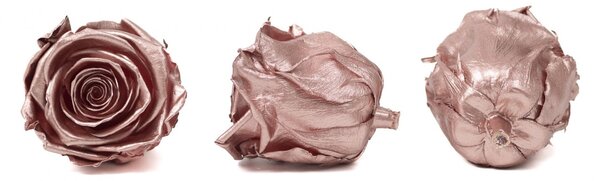 Stabilizovaná ruža – Rose Gold