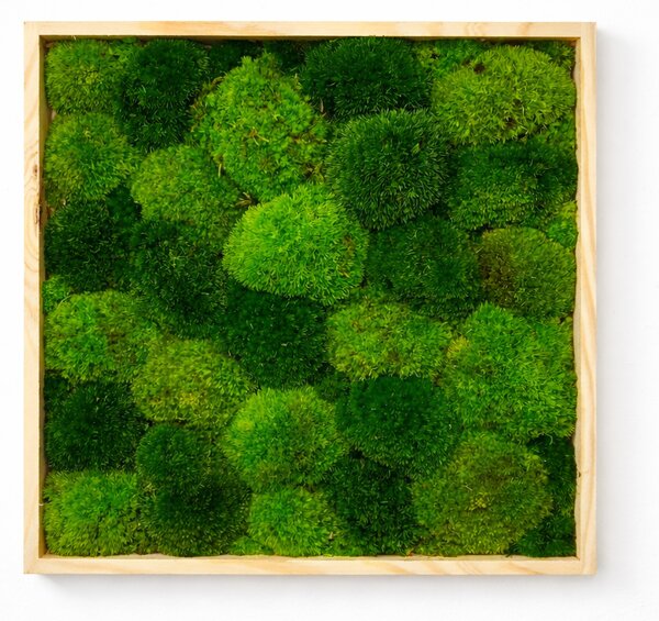 Machový obraz štvorec- kopčeky Veľkosť rámu: 20x20cm
