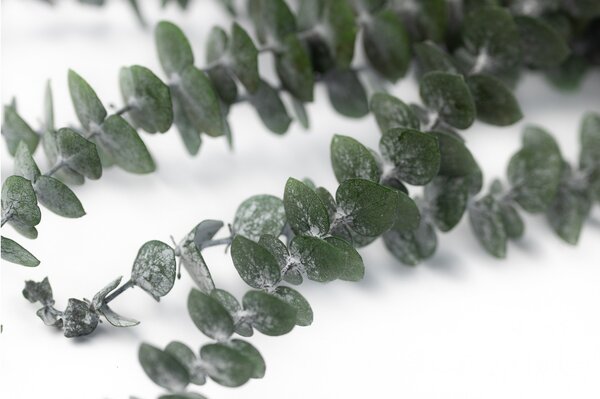 Stabilizovaný eukalyptus - baby