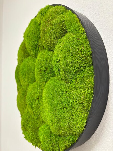 Machový obraz - Kruh - Ball moss Veľkosť rámu: 40cm