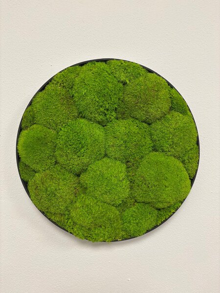 Machový obraz - Kruh - Ball moss Veľkosť rámu: 40cm