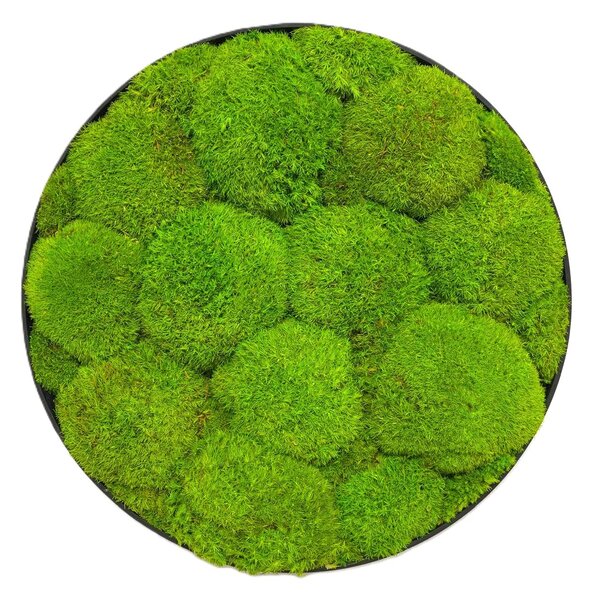 Machový obraz - Kruh - Ball moss Veľkosť rámu: 40cm