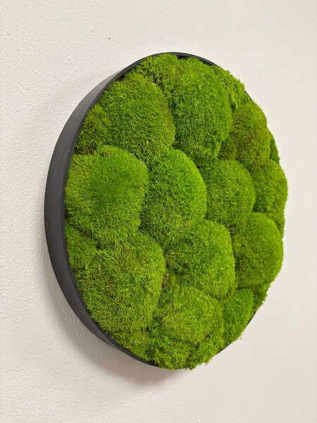 Machový obraz - Kruh - Ball moss Veľkosť rámu: 40cm