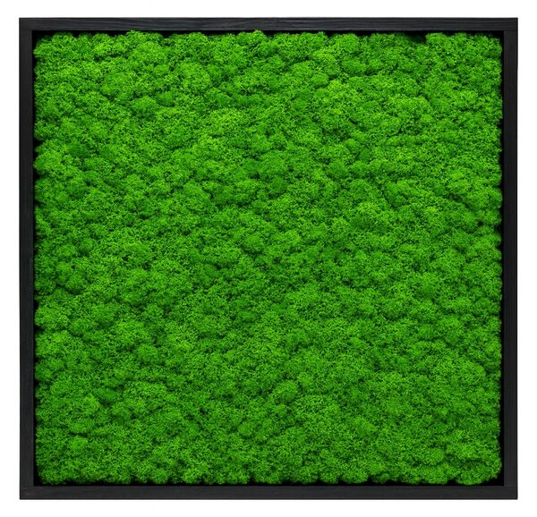 Machový obraz - štvorec mini - lišajník Veľkosť: 20x20cm