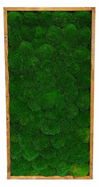 Machový obraz - Kopčekový mach apple Druh rámu: 90x30cm