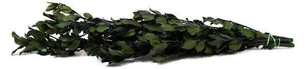 Stabilizované rastliny cezmína - zelená Kus: 1