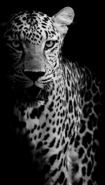 Fototapeta - Portrét leoparda (147x102 cm)
