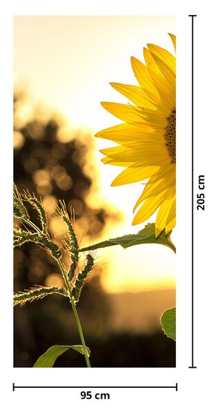 Fototapeta na dvere - Slnečnica (95x205cm)