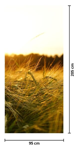 Fototapeta na dvere - Orosená tráva (95x205cm)
