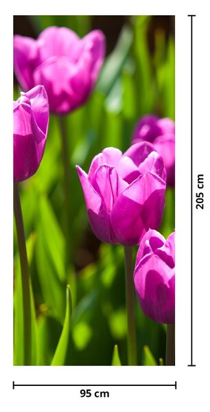 Fototapeta na dvere - Tulipány na lúke (95x205cm)