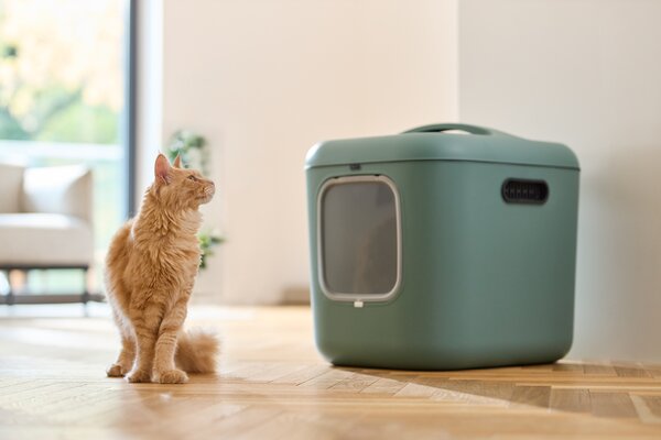 Rotho Kočičí toaleta, krytý záchod pro kočky CAT XXL - zelená