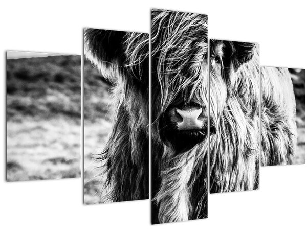 Obraz - Highland - Škótska krava (150x105 cm)