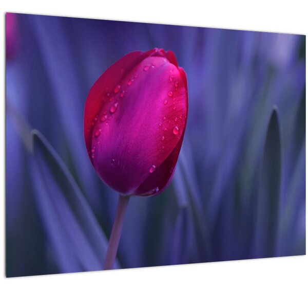 Sklenený obraz pupete tulipánu (70x50 cm)