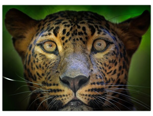 Sklenený obraz - Portrét leoparda, Sri Lanka (70x50 cm)