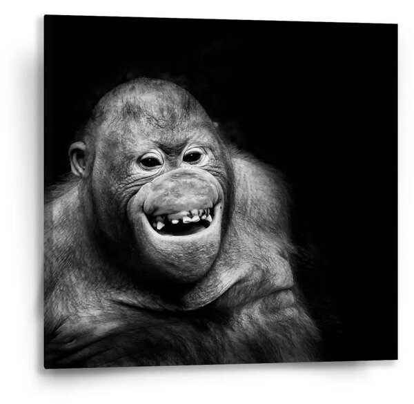 Sablio Obraz Orangután - 50x50 cm