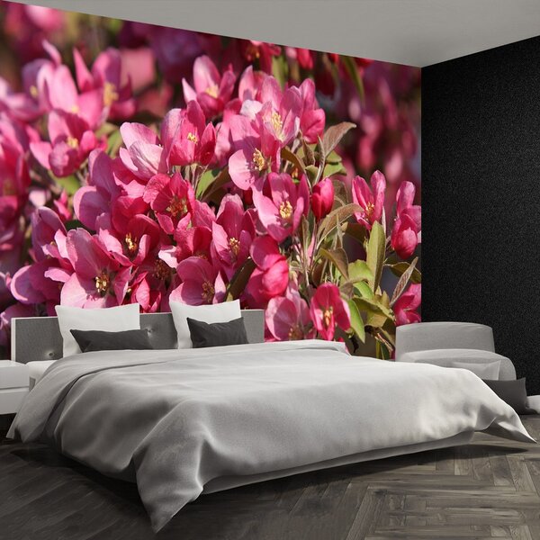 Fototapeta Vliesová Čerešňové kvety 104x70 cm