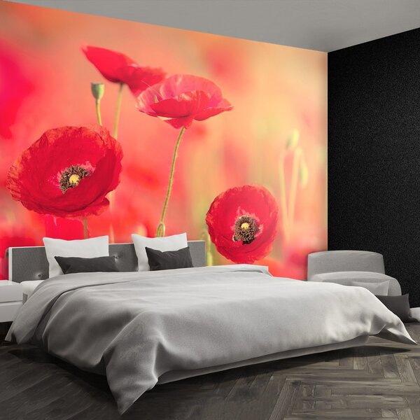 Fototapeta Vliesová Červené vlčie maky 104x70 cm