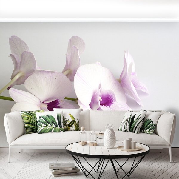 Fototapeta Vliesová Biele orchidey 104x70 cm