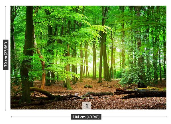 Fototapeta Vliesová Jarní les 104x70 cm
