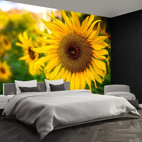 Fototapeta Vliesová Slnečnica žltá 104x70 cm