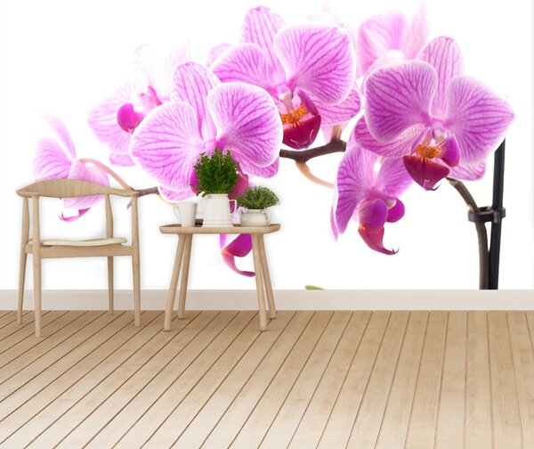 Fototapeta Vliesová Ružová orchidea 104x70 cm