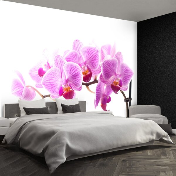 Fototapeta Vliesová Ružová orchidea 104x70 cm