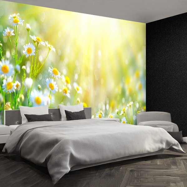 Fototapeta Vliesová Harmanček kvety 152x104 cm