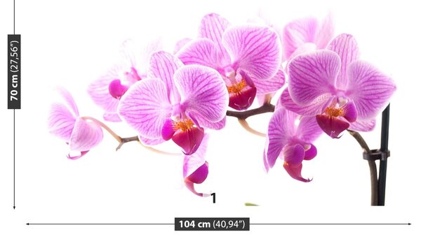 Fototapeta Vliesová Ružová orchidea 104x70 cm