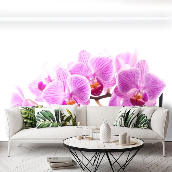 Fototapeta Vliesová Ružová orchidea 104x70 cm