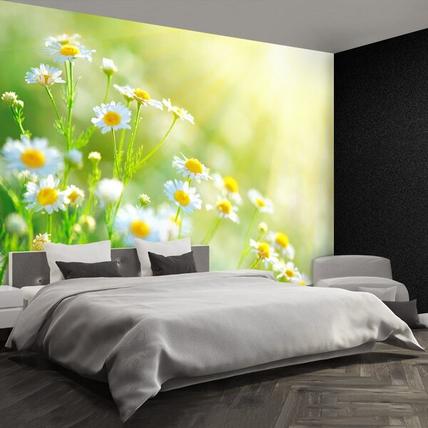 Fototapeta Vliesová Sedmokrásky 104x70 cm