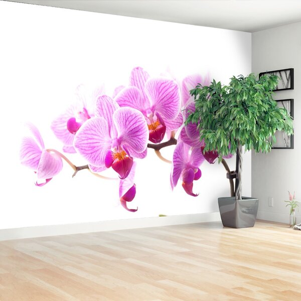 Fototapeta Vliesová Ružová orchidea 104x70 cm
