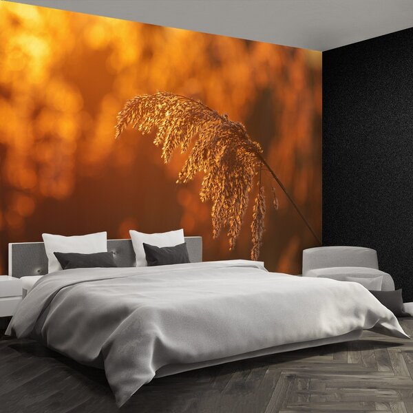 Fototapeta Vliesová Oranžová trstina 104x70 cm