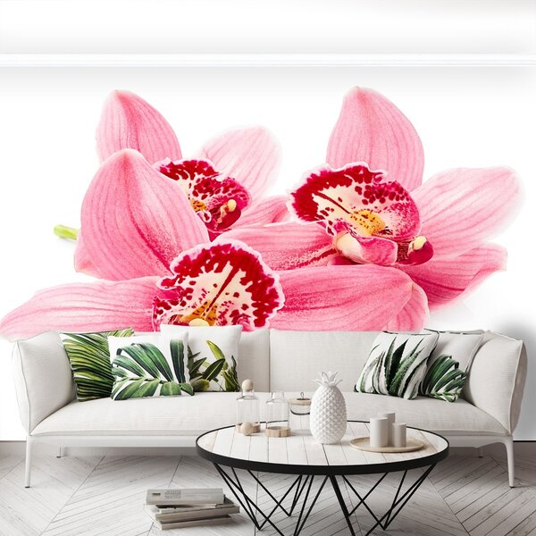 Fototapeta Vliesová Ružová orchidea 104x70 cm