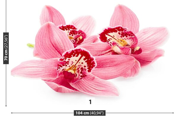 Fototapeta Vliesová Ružová orchidea 104x70 cm
