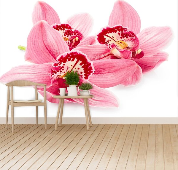 Fototapeta Vliesová Ružová orchidea 104x70 cm
