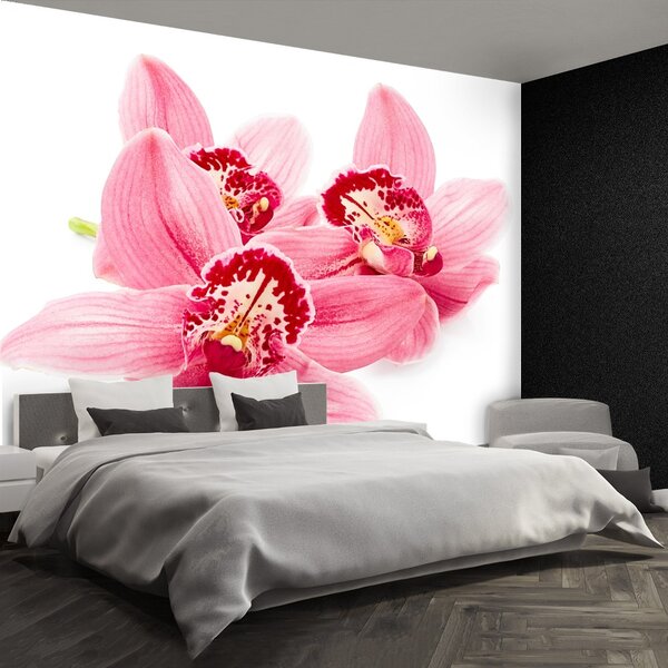 Fototapeta Vliesová Ružová orchidea 104x70 cm