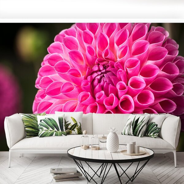 Fototapeta Vliesová Dahlia pink 104x70 cm