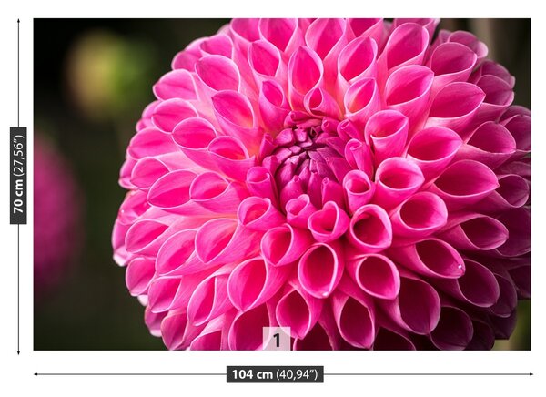 Fototapeta Vliesová Dahlia pink 104x70 cm